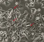 开云平台-关于x乧?8?&amp;,胞摫"氒瞸"?閽婽,的信息